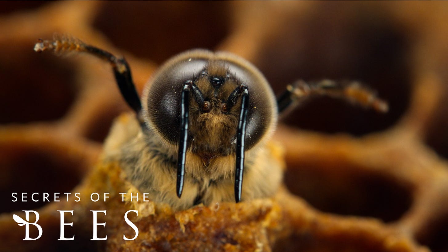 Secrets of the Bees Official Trailer Secrets of the Bees Official Trailer