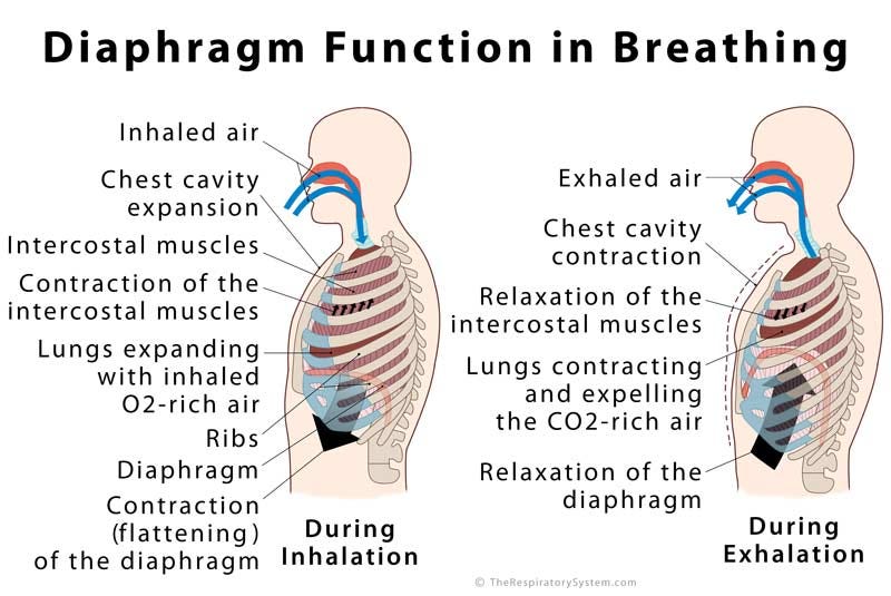 The Connection Between Breathing and the Pelvic Floor - Energize Health -  Physiotherapy and Chiropractic Clinic in Calgary