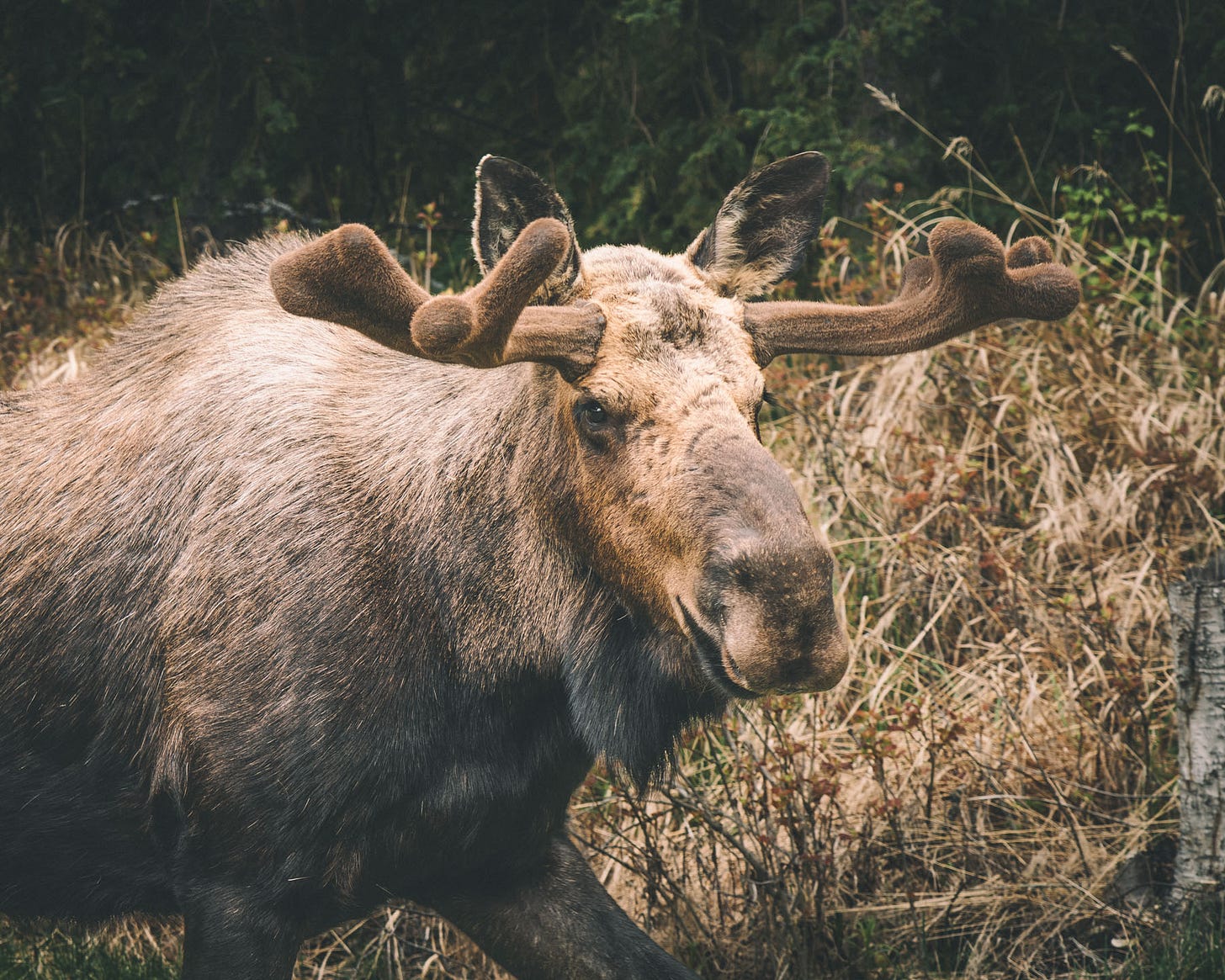 Young Bull Moose