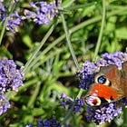 Patchouli and Lavendar