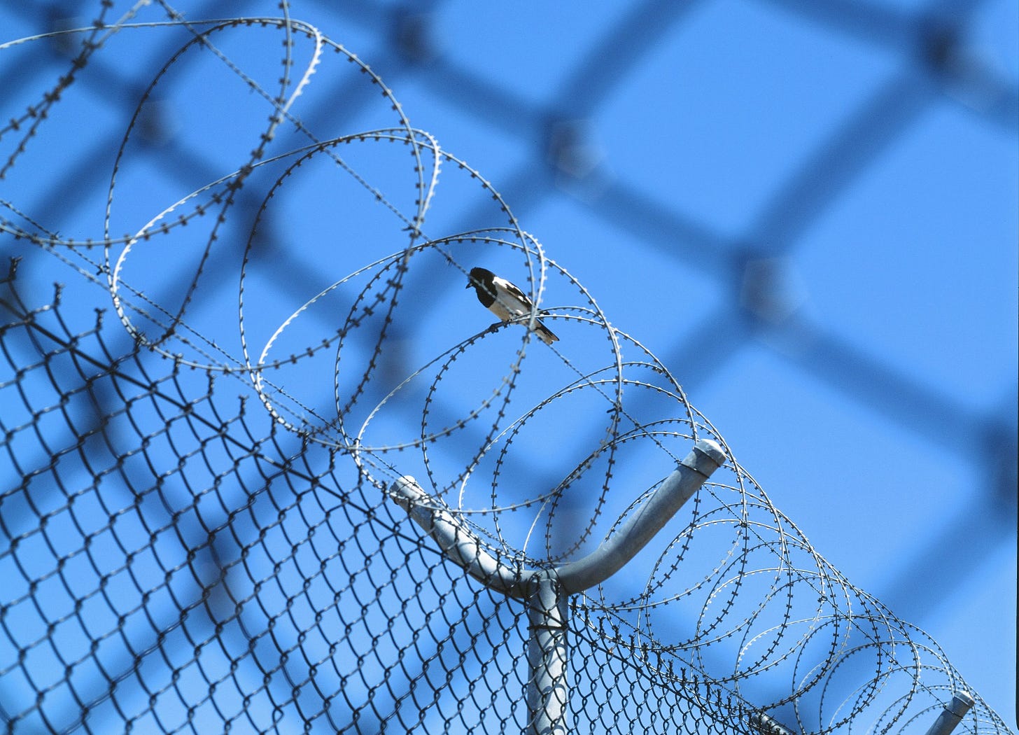 a bird sitting on top of a barbed wire fence