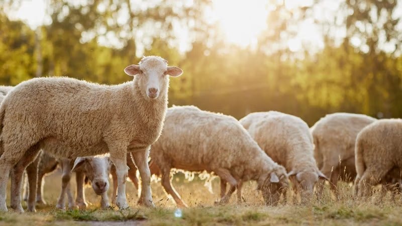 The Pandemic Revealed the Most Cowardly Society of All Time The Pandemic Revealed the Most Cowardly Society of All Time