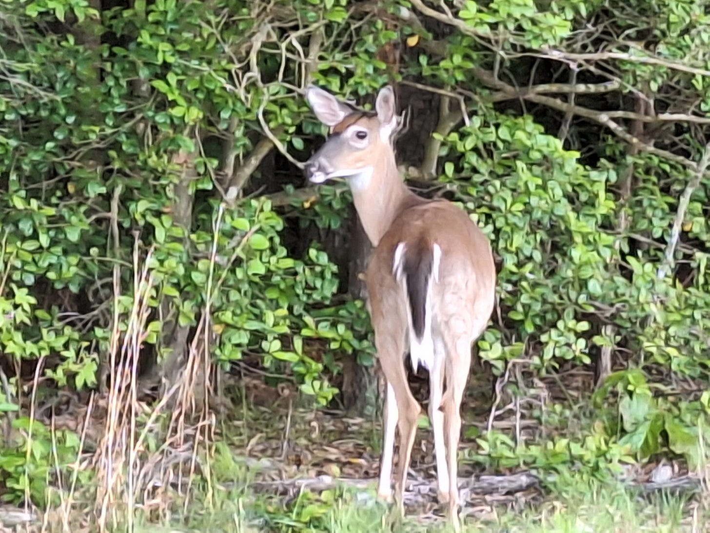 A deer standing alert at the edge of the woods, symbolizing awareness and the lessons nature offers.