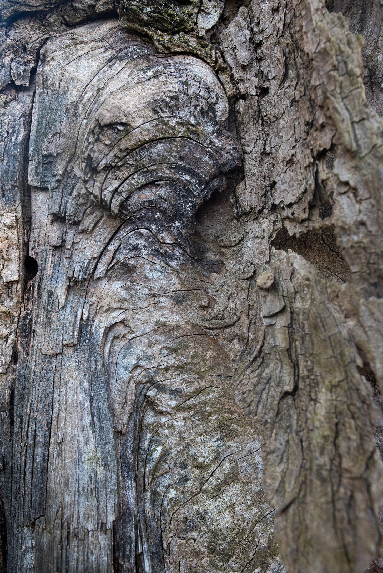Rita Aida’s high-res photo of a tree bark with many ridges. In this picture, they all seem to emerge from a kind of swirl of wood with a knot in the upper right corner. The wood is mostly a dry brown with hints of black. Rita Aida’s high-res photo of a tree bark with many ridges. In this picture, they all seem to emerge from a kind of swirl of wood with a knot in the upper right corner. The wood is mostly a dry brown with hints of black.