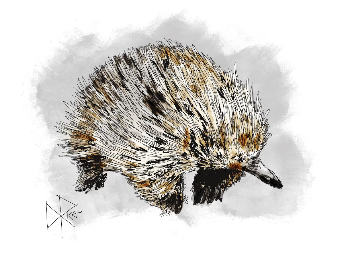 A spiny anteater looking to dig up some grubs and termites in Australia. Sketch art by Don Rice.
