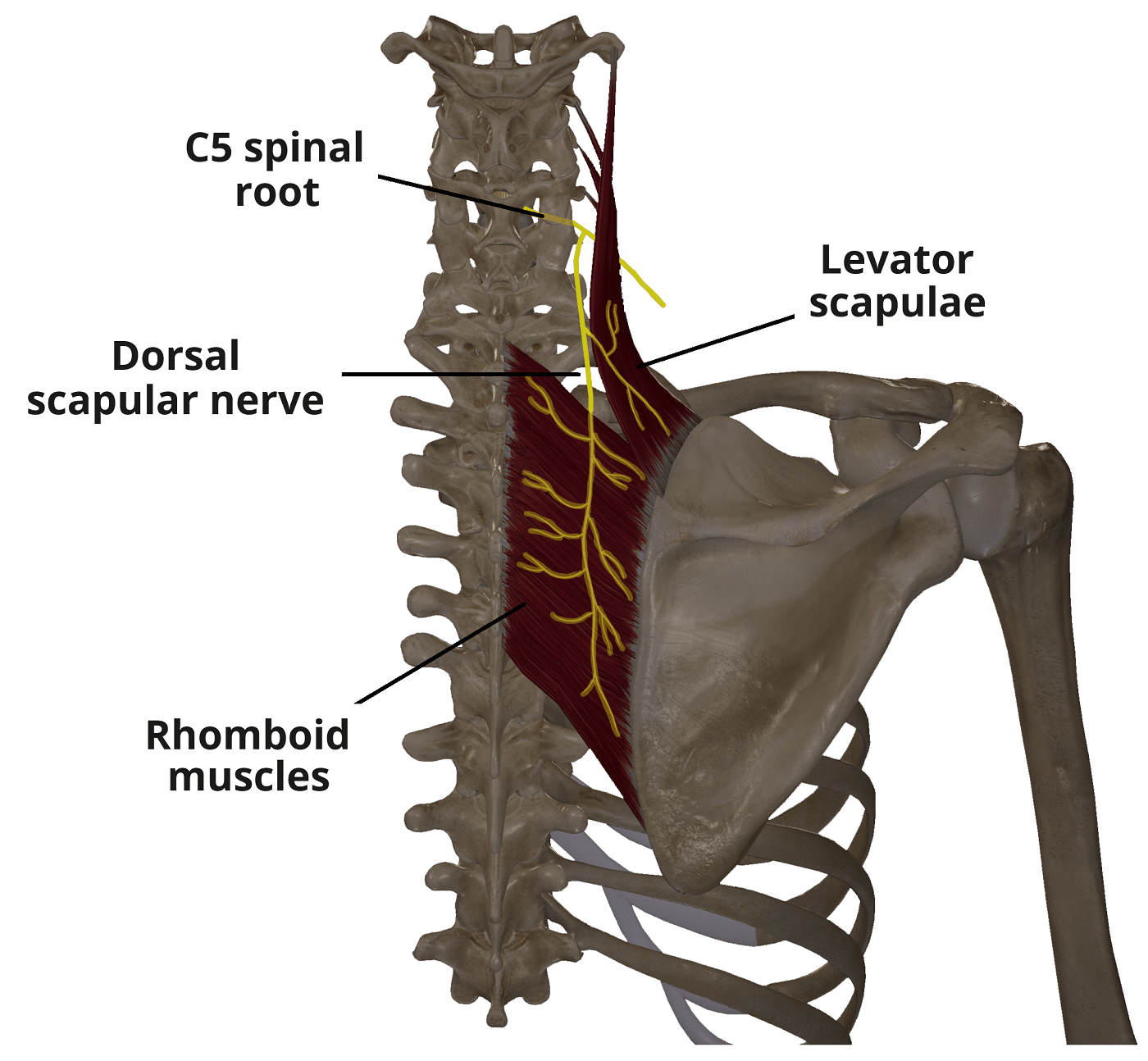 Dorsal Scapular Nerve - Course - Motor Functions - TeachMeAnatomy
