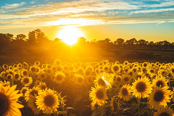 Sunflowers Sunflowers