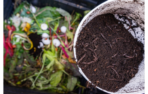 Finished compost in a worm bin with colorful food waste in the background.