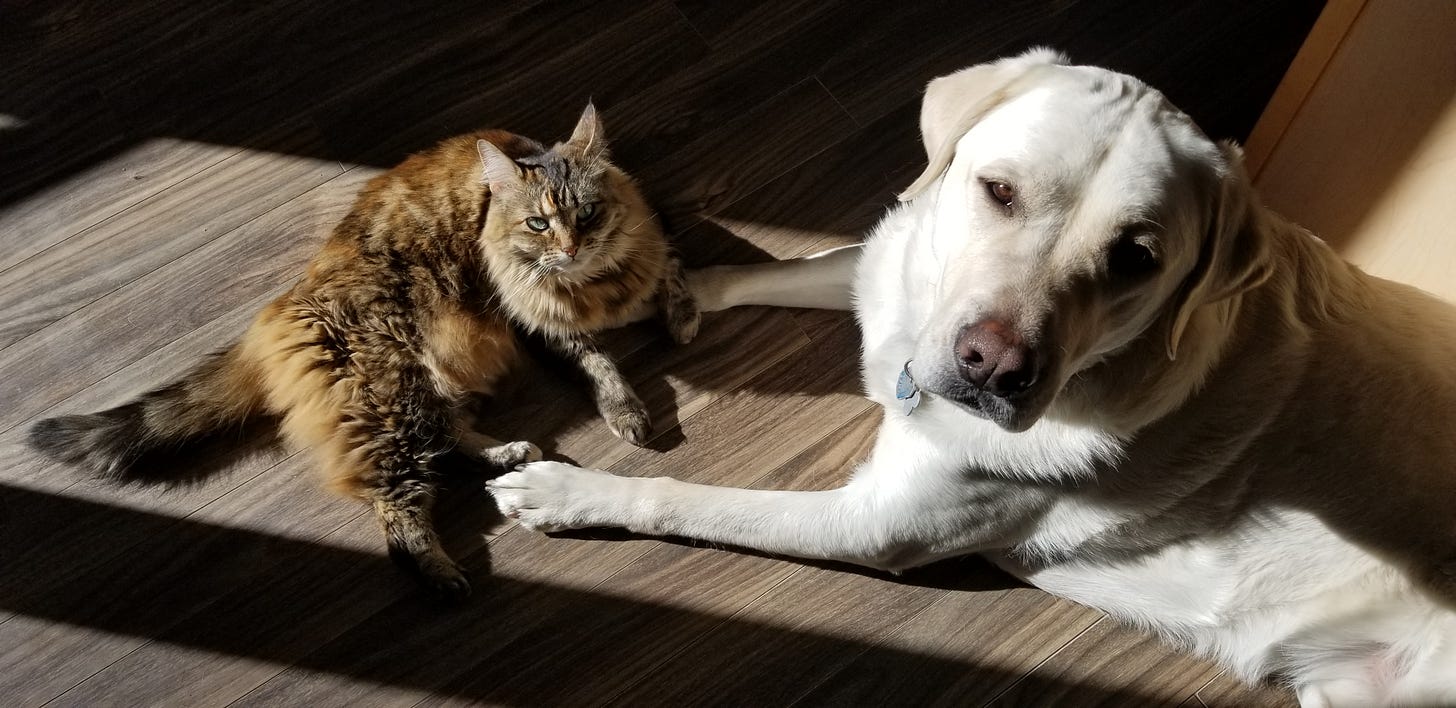 Photo of a cat and a dog sitting in the sunshine. 