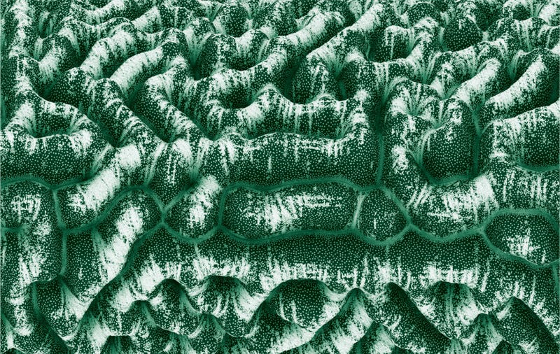Rhino News, etc.: Mediated Matter by Neri Oxman, Monday