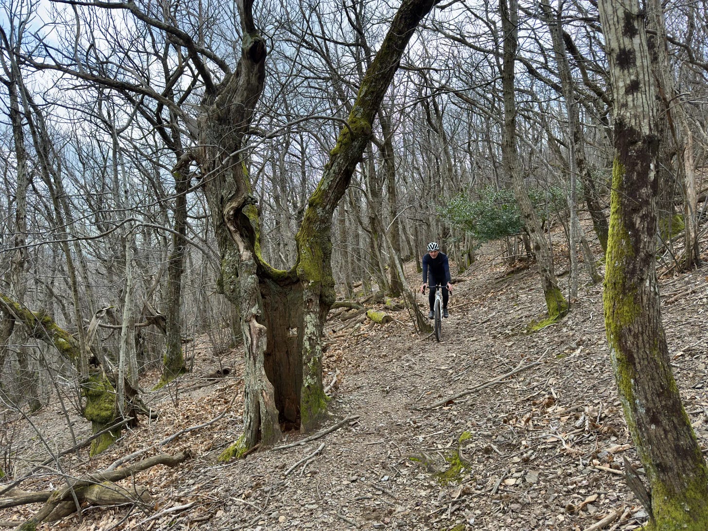 Single des arbres sculptés