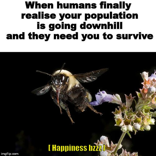 Save The Bees : r/memes