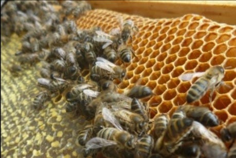 Image of honey bees on comb. Image of honey bees on comb.