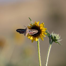 It's National Moth Week!