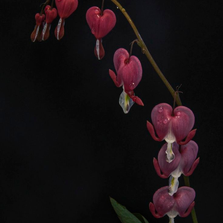 Women of the Garden
