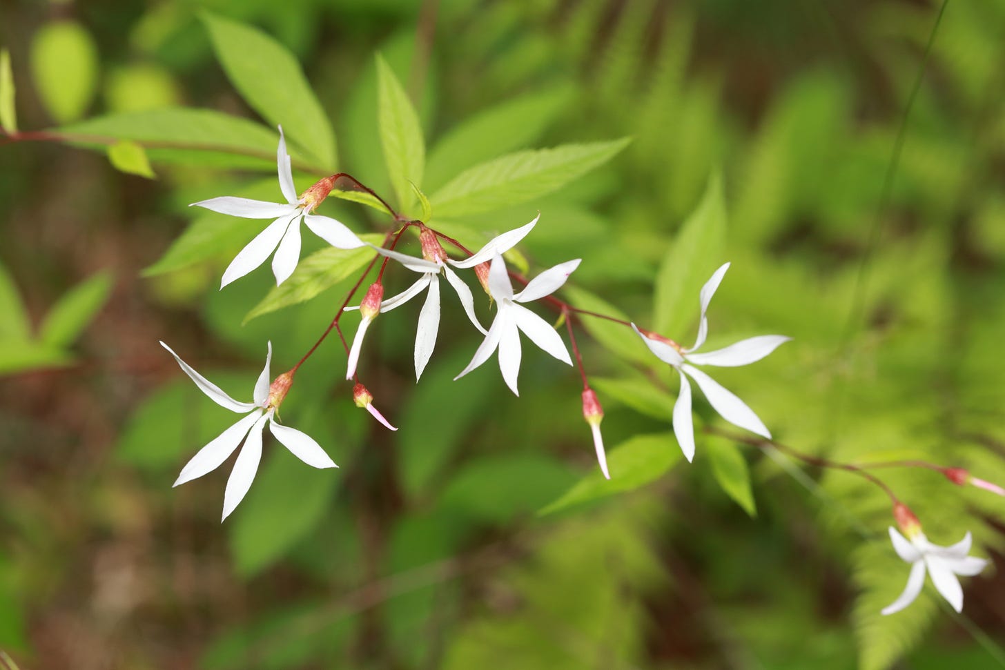 Overhead close-up of many white flowers, each with five long, thin, tapered petals joined at the base by a dark pink calyx that arises from a very thin, branching, wine-colored stem. The background of the photo is mostly bright green leaves of various plants, including the trifoliate leaves of the white-flowered plant that is the focus of this photo. Those leaves are divided into long, tapered lobes (not unlike the flower petals) with slightly serrated edges and prominent midribs. Overhead close-up of many white flowers, each with five long, thin, tapered petals joined at the base by a dark pink calyx that arises from a very thin, branching, wine-colored stem. The background of the photo is mostly bright green leaves of various plants, including the trifoliate leaves of the white-flowered plant that is the focus of this photo. Those leaves are divided into long, tapered lobes (not unlike the flower petals) with slightly serrated edges and prominent midribs.