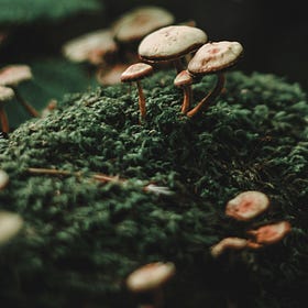 For Our Consideration: Social Mycelialism