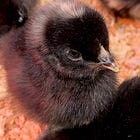 How we fill our nests