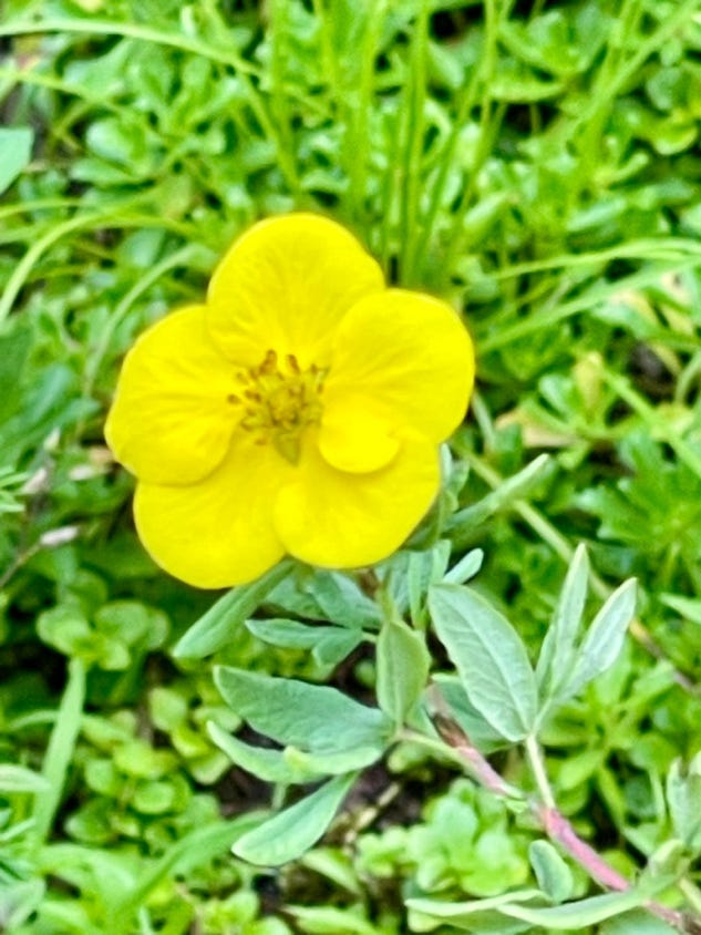A yellow flower in a green field

Description automatically generated