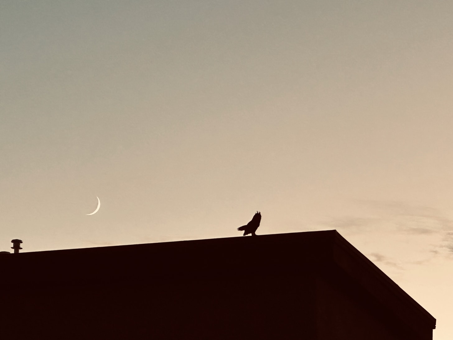 Owl right before sunset