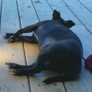 a small brown dog smiles at the camera or sleeps on a dock