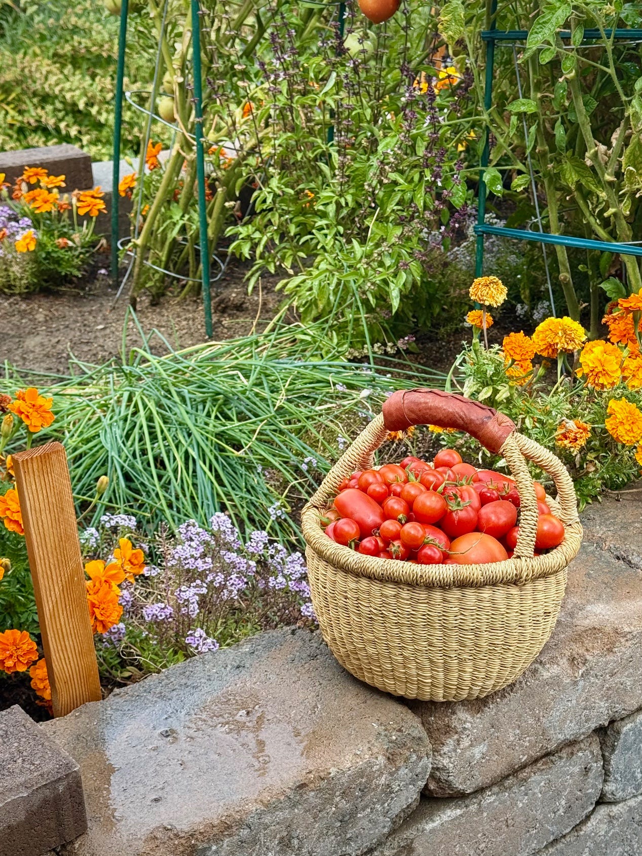 a basket of tomatoes in the garden studiodelicious.com 