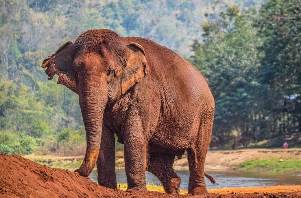 brown elephant walking on brown dirt during daytime