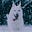 Snowdog's avatar