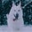 Snowdog's avatar