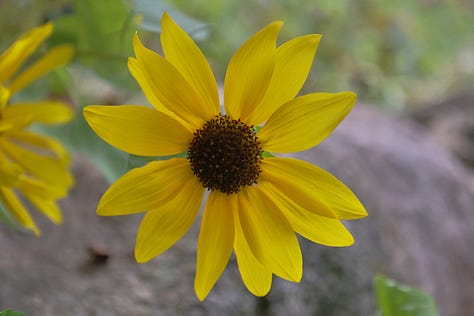 sunflowers of various colors