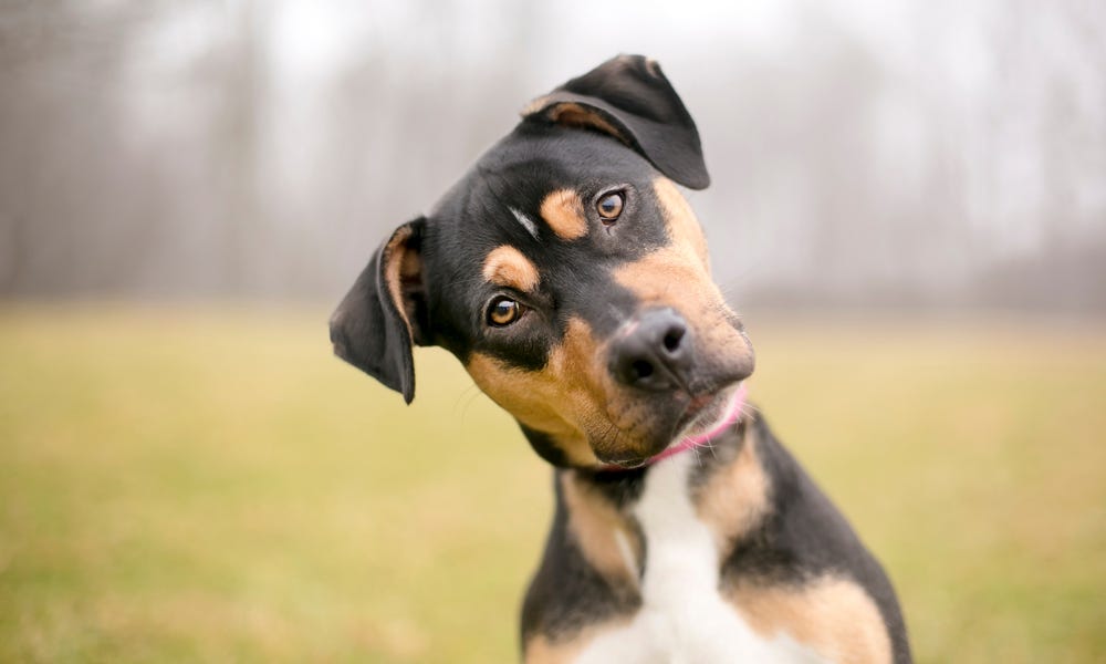 What's your canine trying to tell you? | NutriSource Pet Foods What's your canine trying to tell you? | NutriSource Pet Foods