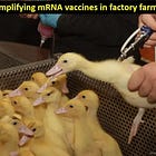 Meanwhile in France: SELF-AMPLIFYING mRNA Vaccine Is Now Being Used in the Factory Farming of Ducks