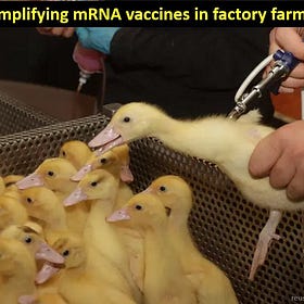 Meanwhile in France: SELF-AMPLIFYING mRNA Vaccine Is Now Being Used in the Factory Farming of Ducks