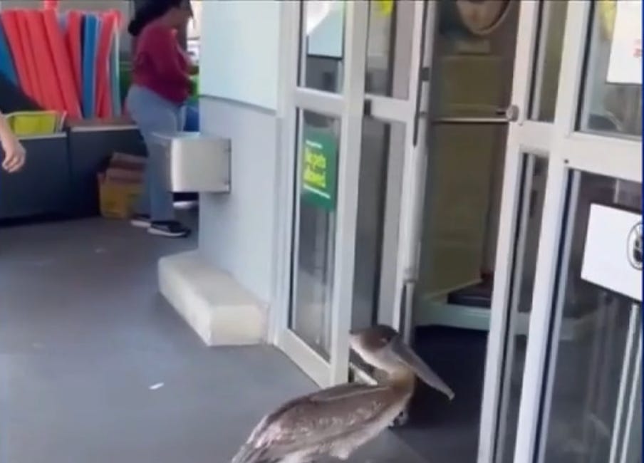 Pelican Wanders Into Holmes Beach Publix, Rescued by Wildlife Officials
