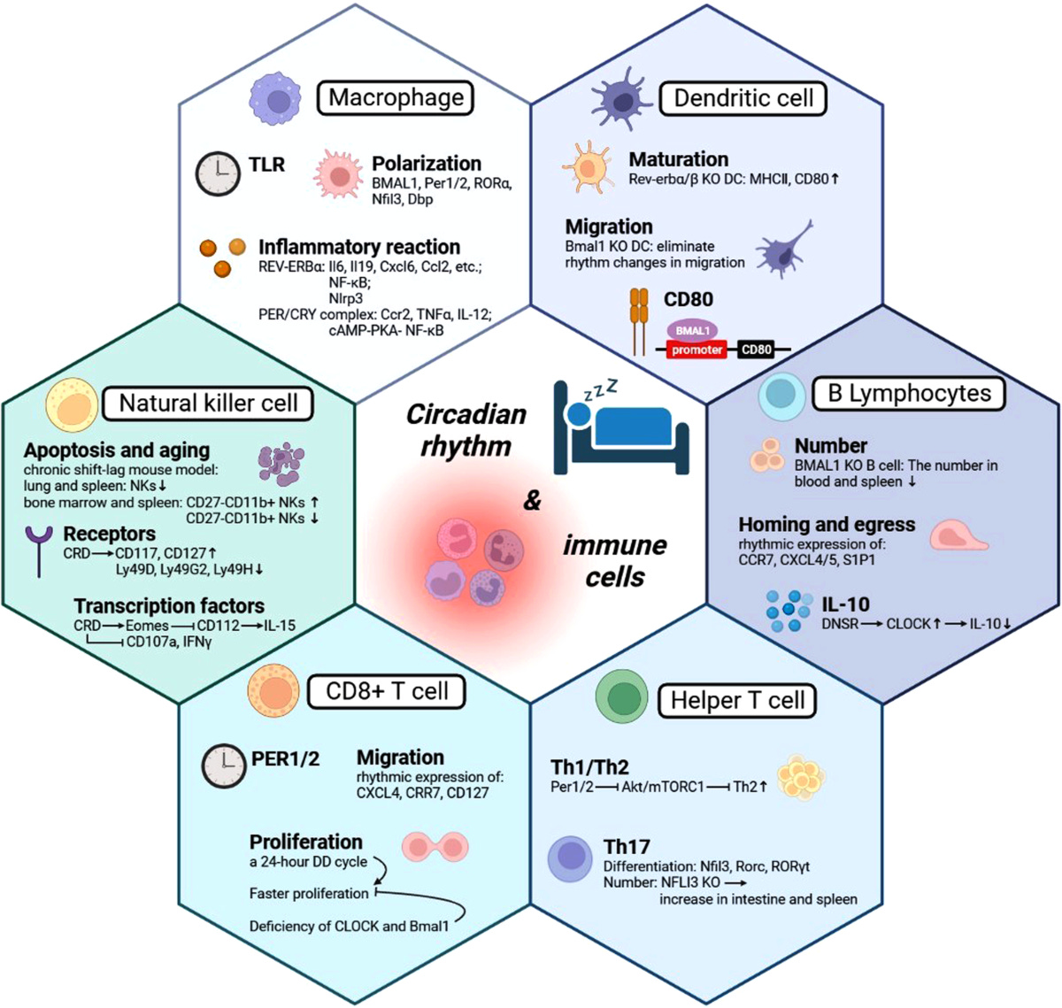 Circadian rhythm regulates the function of immune cells and participates in  the development of tumors | Cell Death Discovery