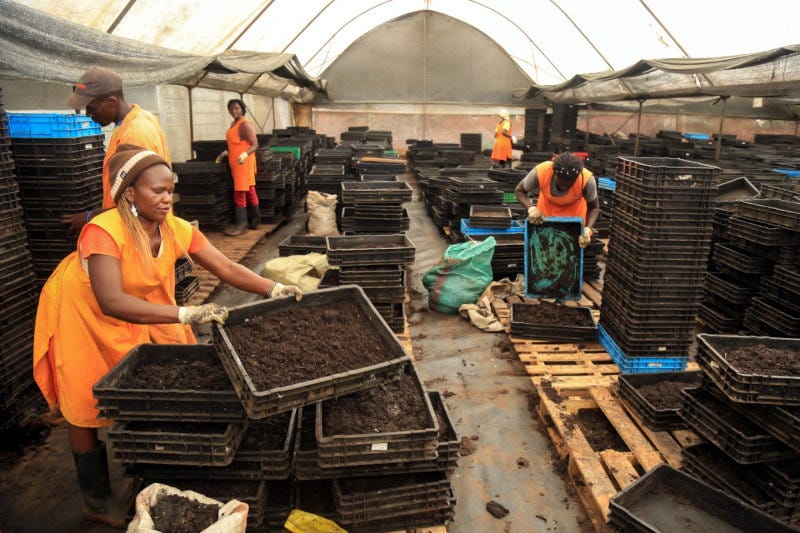Employees at one of InsectiPro's production facilities.