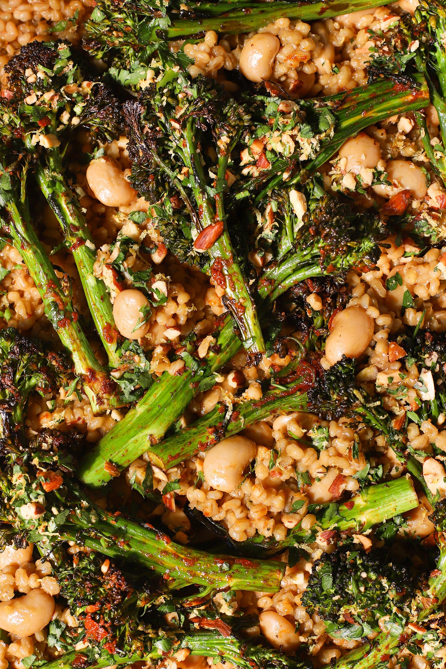 Close-up of roasted broccoli with harissa on a bed of barley and beans
