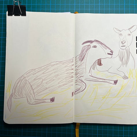 Photos des 3 doubles-pages de mon sketchbook où j'ai dessiné des chèvres, deux par double-page.