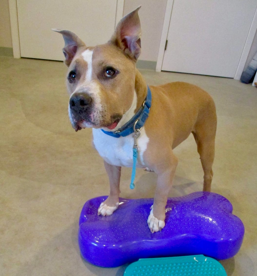 Elvis standing on an inflatable toy/training tool while inside
