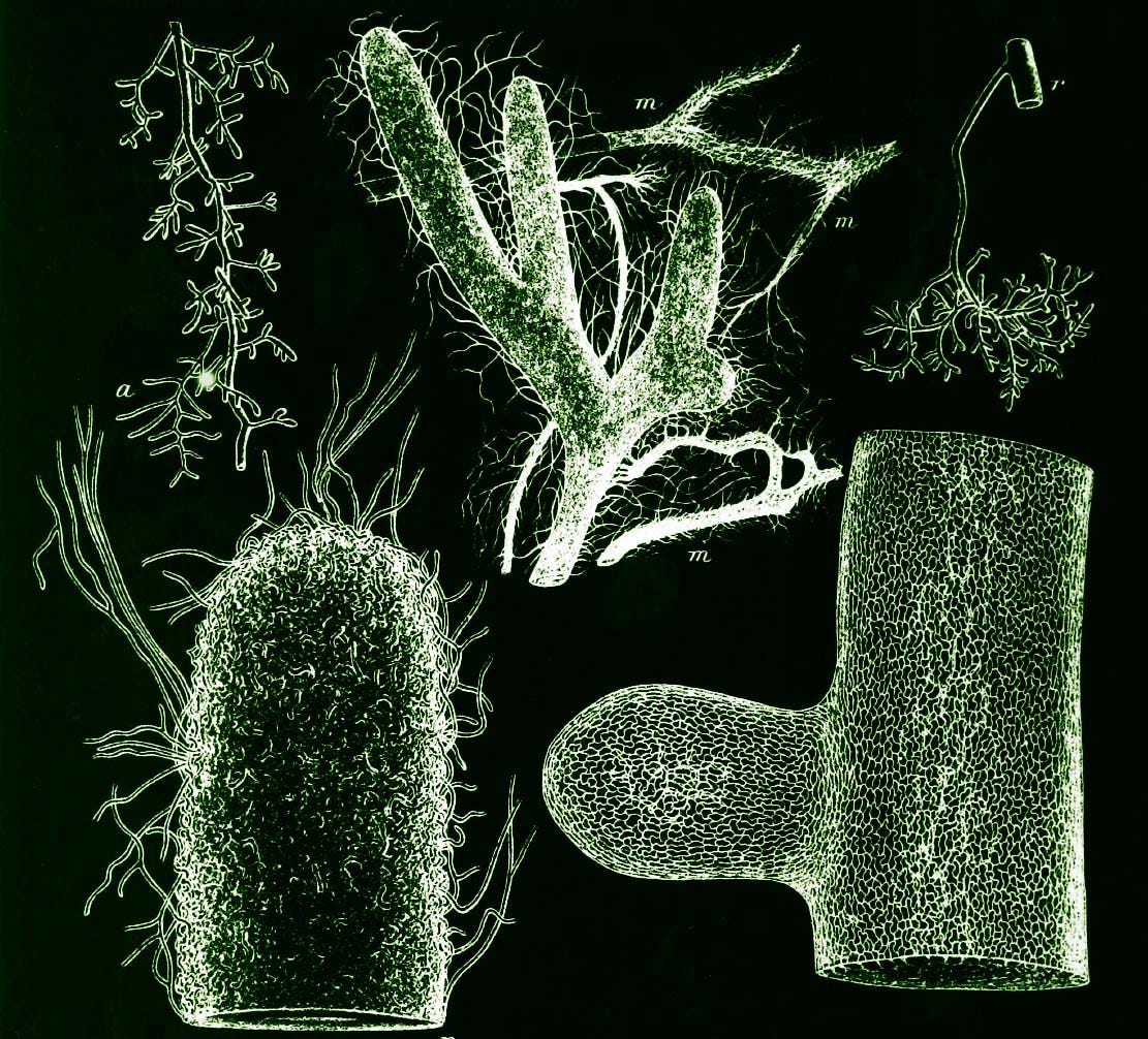 Tree Roots Connected Fungus roots: How trees connect to the soil