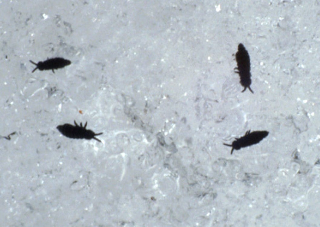 Springtails | UMN Extension