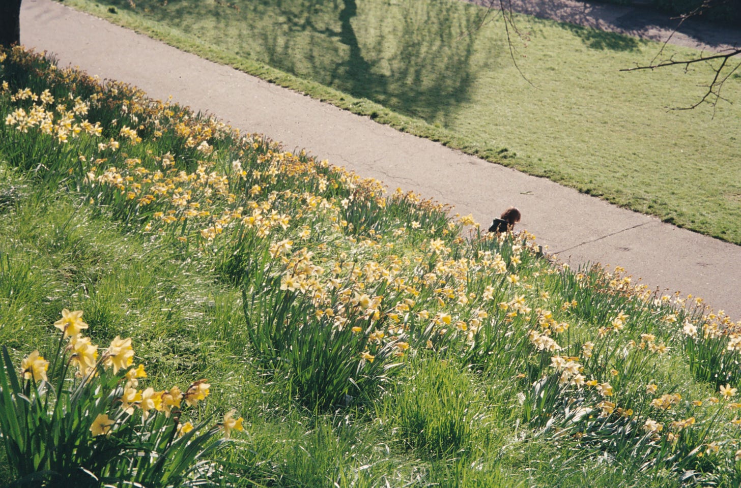 A film photo of Princes Street Gardens in Edinburgh, spring 2023, with bright yellow daffodils in full bloom on the sunlit grass.