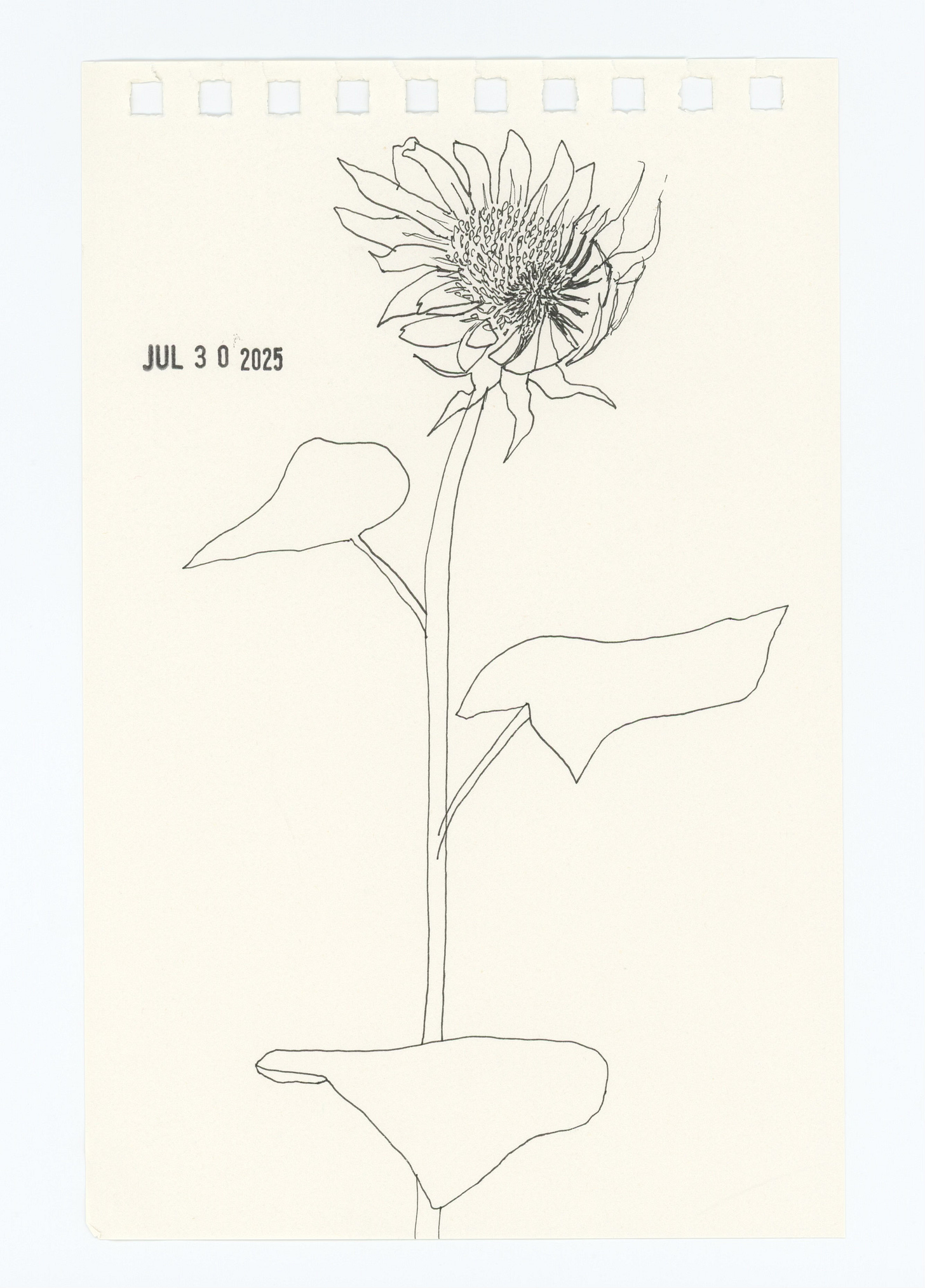 an ink drawing of a sunflower halfway blooming, with a July 30 2025 date stamp in the upper left corner.