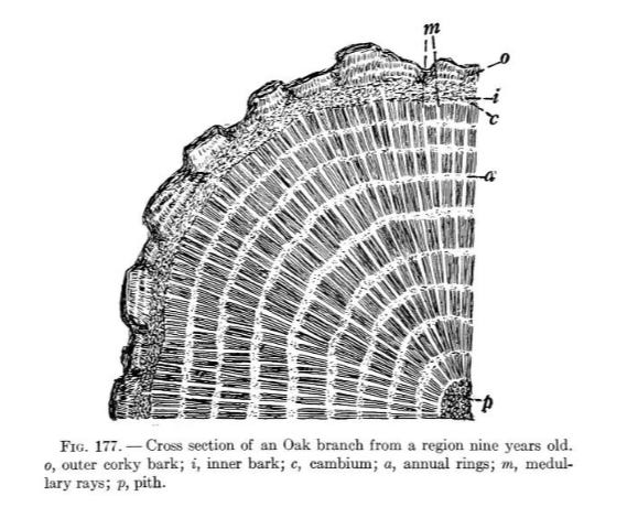 Labeled diagram of a cross section of a nine-year-old oak branch Labeled diagram of a cross section of a nine-year-old oak branch
