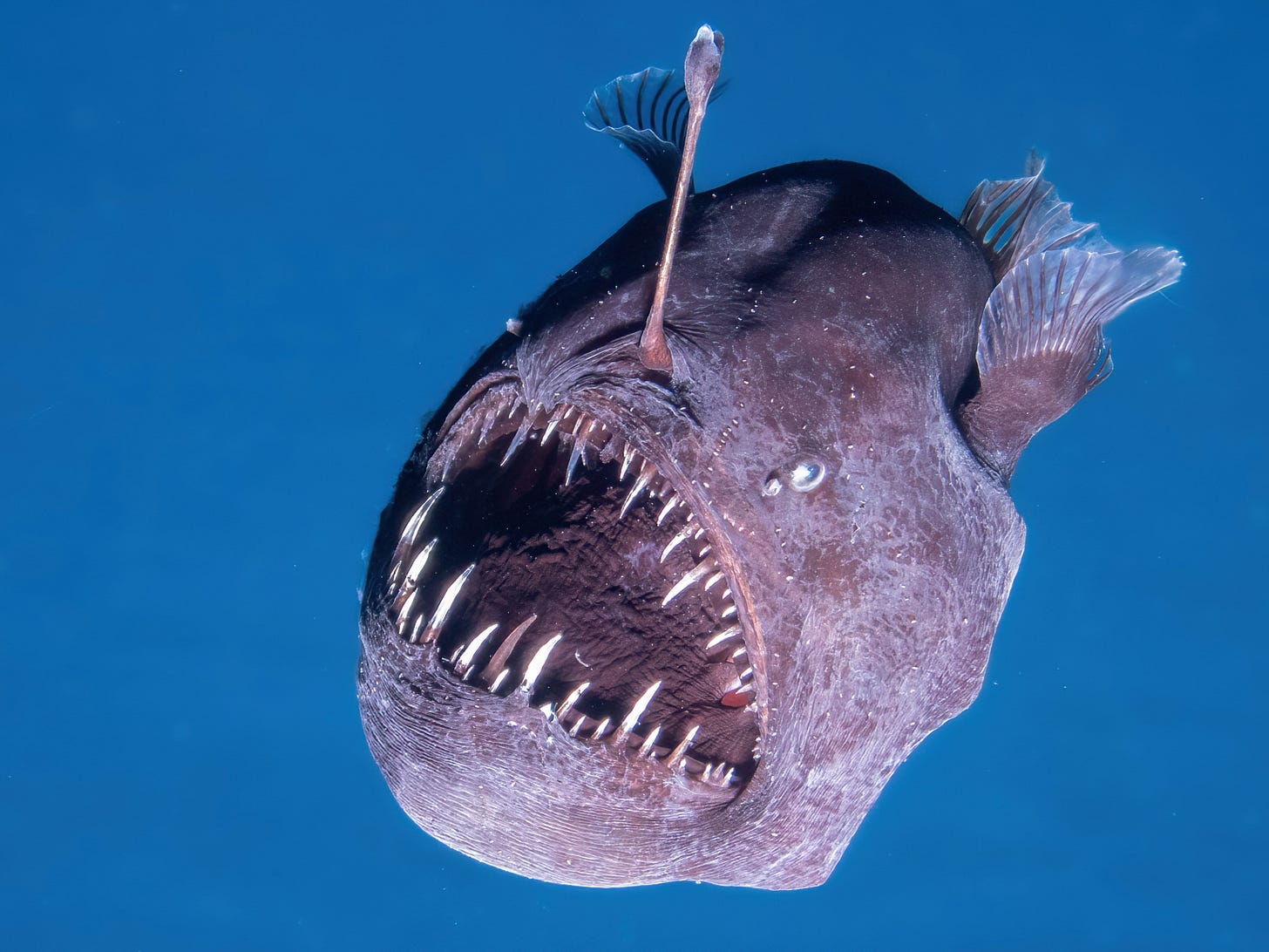 Scientists capture extremely rare footage of a black seadevil