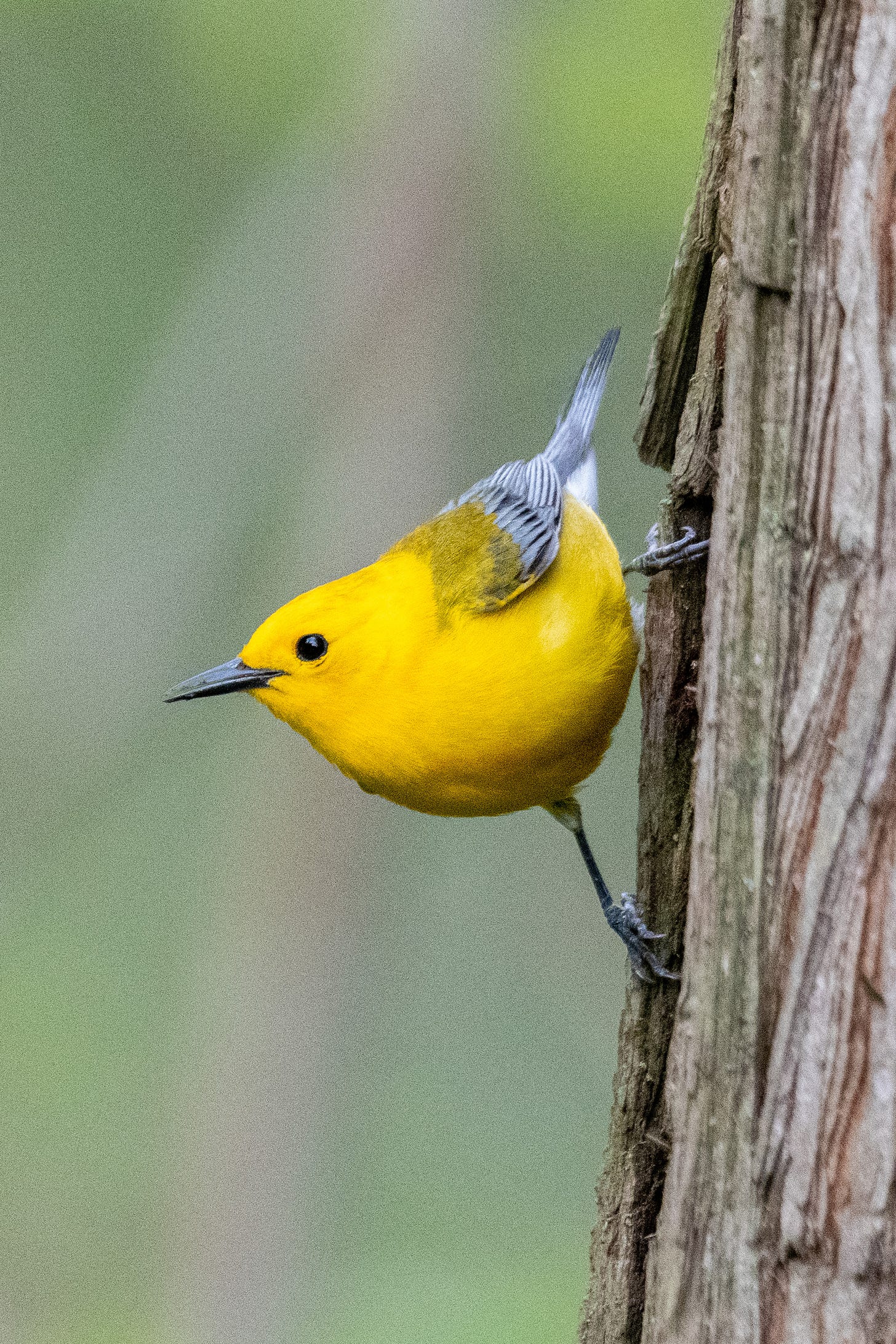 A prothonotary warbler perched vertically on the side of a tree