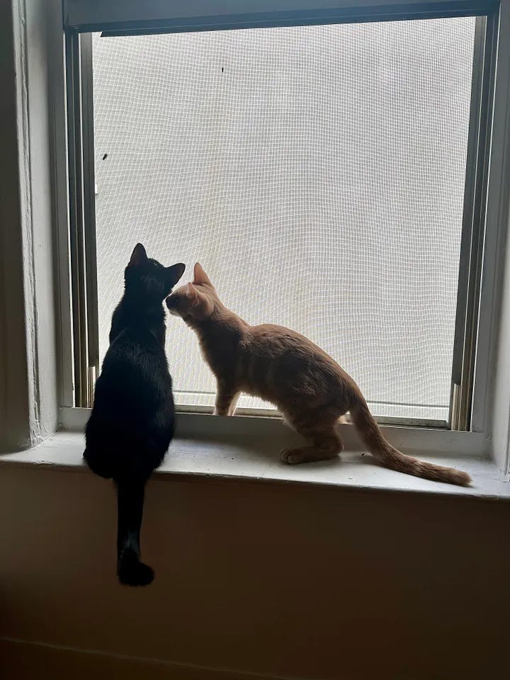 Chester and Sylvester sitting in a window with their backs to the camera. In the second photo, Chester leans in as if to kiss Sylvester on the cheek.