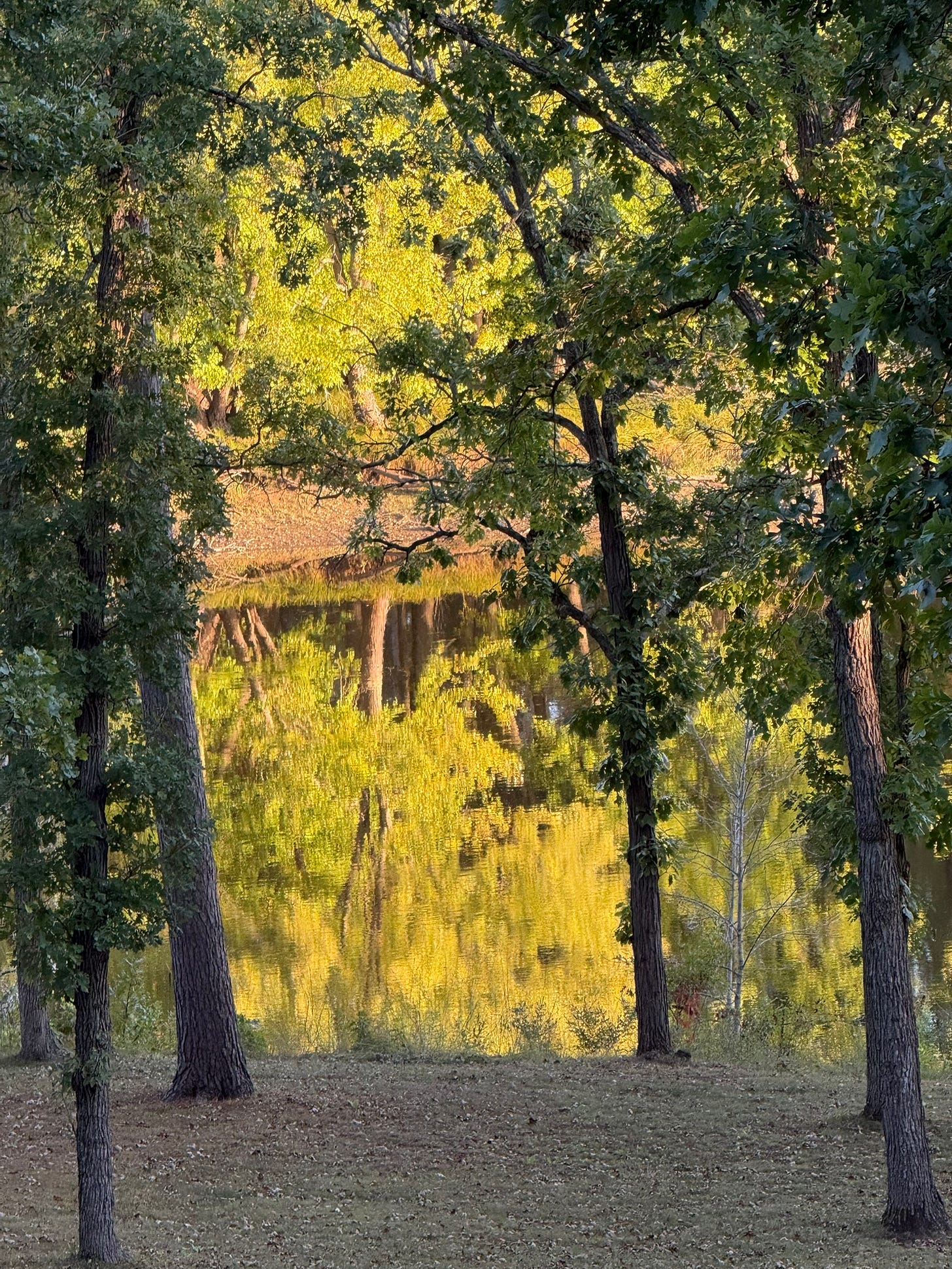 A group of trees in a forest

AI-generated content may be incorrect.