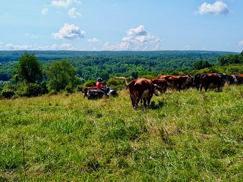 cattle in a pasture, cow and calf, cattle in a pasture