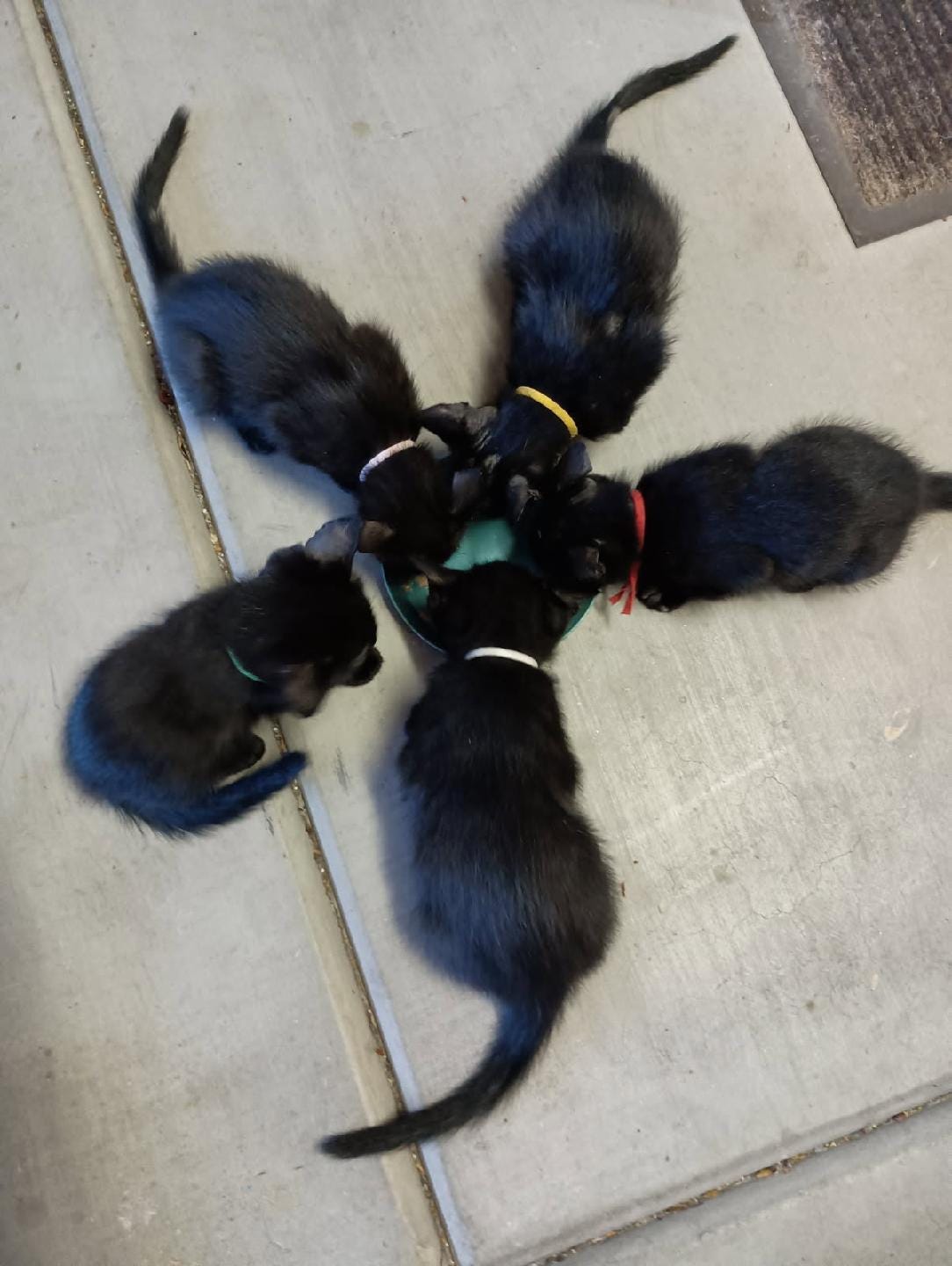 A group of kittens playing on the floor

AI-generated content may be incorrect.